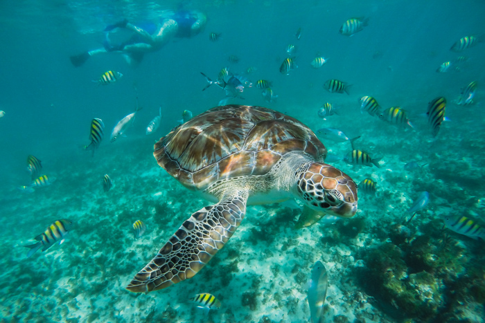 sea turtle snorkeling mexico