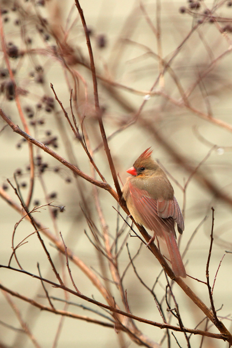 Feb. 4, 2014 -- Cardinals on a rainy day. (Photo by Tricia Coyne)